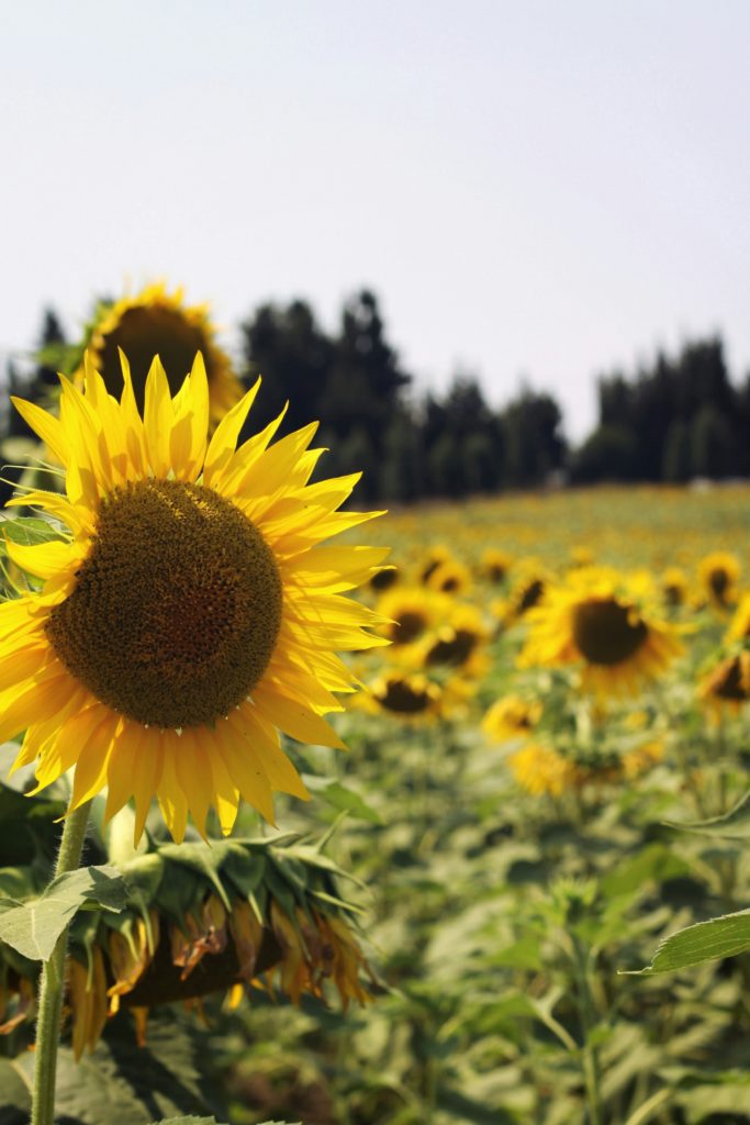 evolvetth sunflower