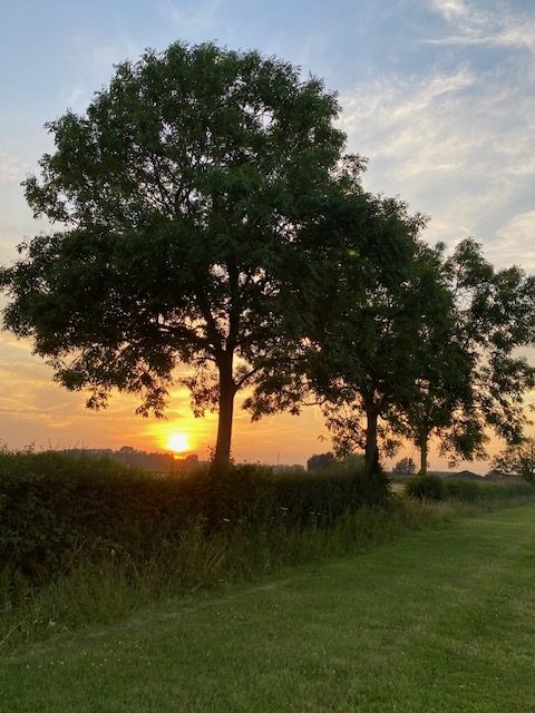 tree.sunset